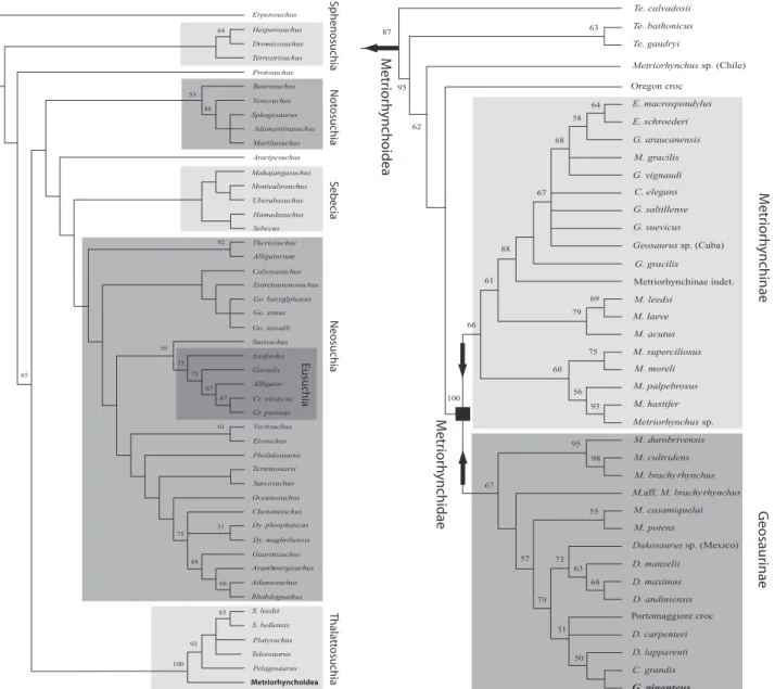 Figure 7. Strict consensus of 4104 most parsimonious cladograms, with bootstrap support for each node (tree length = 578; consistency index, CI = 0.436; retention index, RI = 0.861; rescaled consistency index, RC = 0.376)