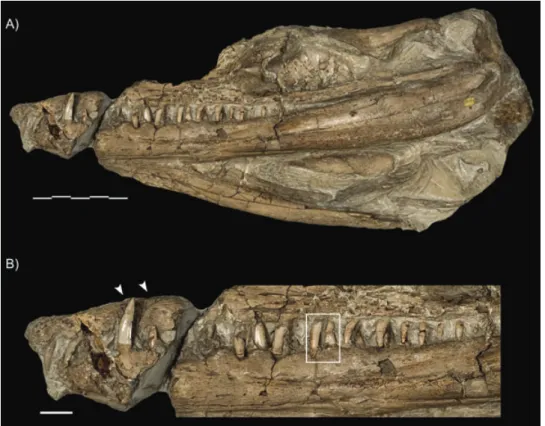 Figure 4. Lateral view of the third, and forgotten, specimen of Geosaurus giganteus: NHM 37020