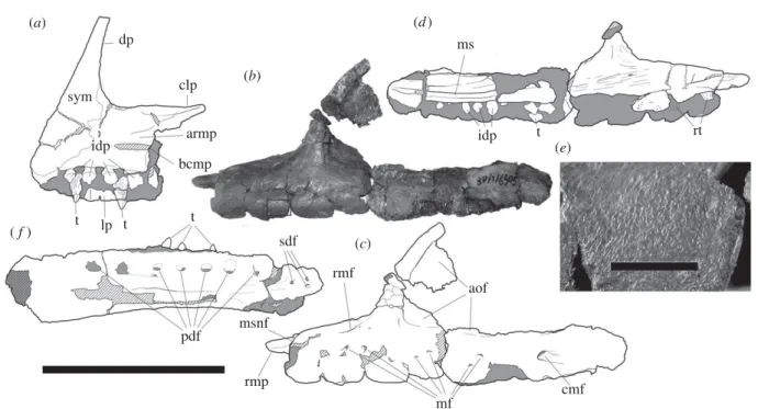Figure 1. Holotype and other jaw elements of Aardonyx celestae gen. et sp. nov. (a) Right premaxilla (BP/1/6584) in medial view.