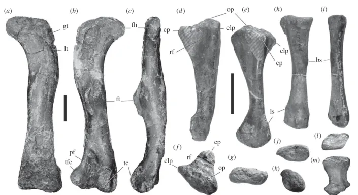 Figure 3. Limb elements of Aardonyx celestae gen. et. sp. nov. (a–c) Left femur (BP/1/6510) of small individual in (a) cranial, (b) caudal and (c) medial views