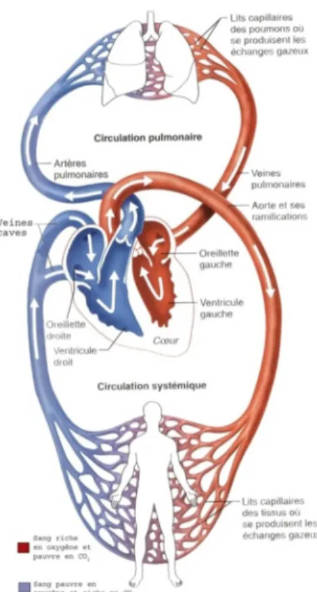 Figure 4: Circulation sanguine. (12) P.773 