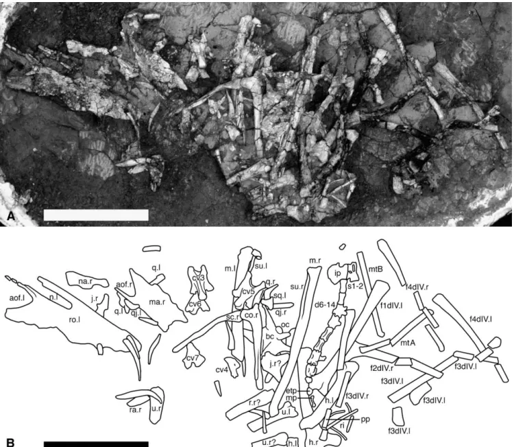 FIGURE 2. Sericipterus wucaiwanensis, gen. et sp. nov. (IVPP V14725). A, photograph; B, line drawing illustrating the arrangement of skeletal elements as they were collected