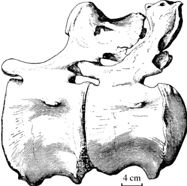 Figure 10. Left lateral view of Mamenchisaurus hochuanensis caudals 12-13.