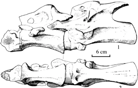 Figure 5. Mamenchisaurus hochuanensis cervical vertebrae 1-3.