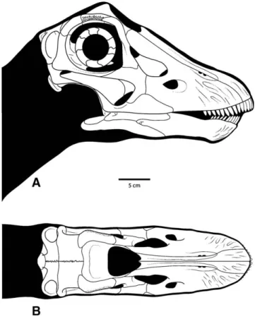 FIGURE 6. Reconstruction of CM 11255. A, lateral view; B, dorsal view. Scale bar equals 5 cm.