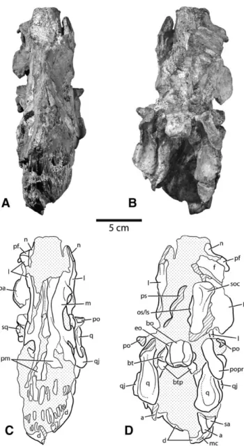 FIGURE 3. Photographs and interpretive line drawings of the skull of Diplodocus (CM 11255)