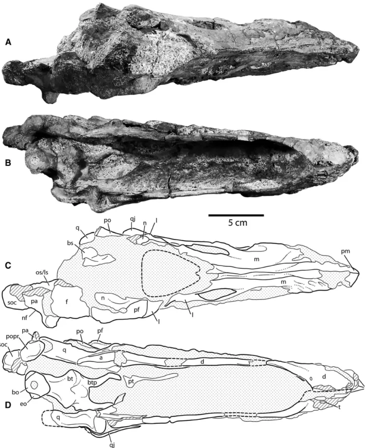 FIGURE 4. Photographs and interpretive line drawings of the juvenile skull of Diplodocus (CM 11255)
