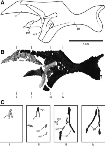 FIGURE 5. Palatal complex of juvenile Diplodocus (CM 11255), based on data obtained using computed tomography (CT) scanning