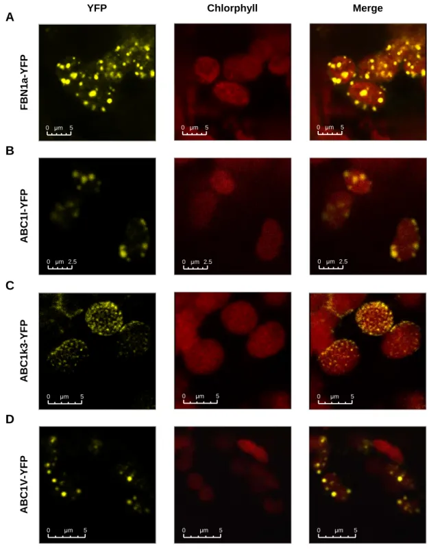 Figure 2.7: Sub-organellar localization of the ABC1-like kinases.