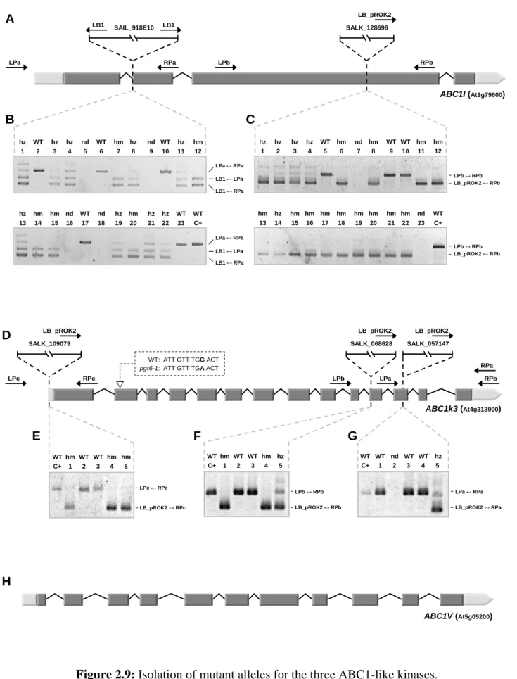 Figure 2.9: Isolation of mutant alleles for the three ABC1-like kinases.