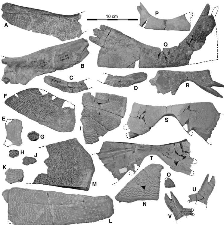 FIGURE 6. “Trionyx” kansaiensis specimens from Kansai. A, ZIN PH 630/64, partial nuchal, dorsal view; B, ZIN PH 630/64, partial nuchal, ventral view; C, ZIN PH 629/64, partial nuchal, ventral view; D, ZIN PH 629/64, partial nuchal, dorsal view; E, ZIN PH 9