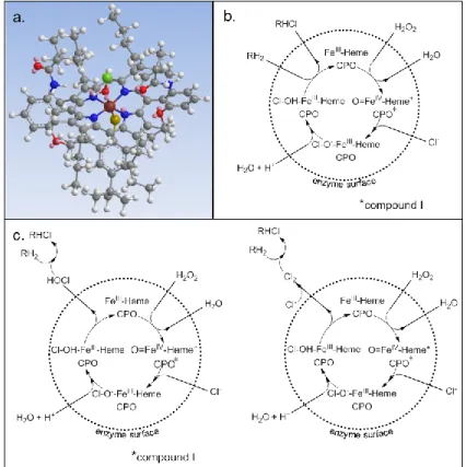 Figure 2. (a) Structure of the ferriprotoporphyrin of CPO from Caldariomyces fumago, (b) formation of  organochlorine by reaction at the reactive site of CPO, (c) formation of organochlorine  via enzymatic  production of hypochlorite and molecular chlorine