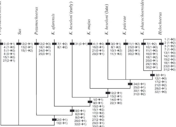 Figure 6. Cladogram of Kolpochoerus and related forms.