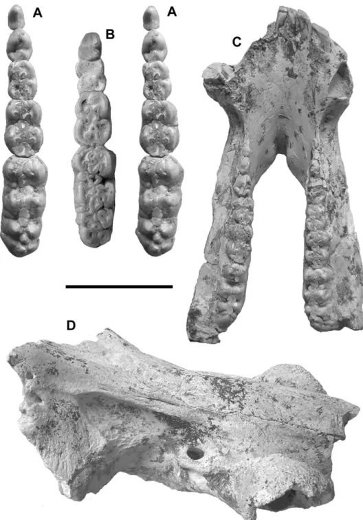 Figure 2. Kolpochoerus phacochoeroides, Ahl al Oughlam. A, AaO-141, p3–m3, occlusal view (stereo pair); B, AaO-2065, p4–m3, occlusal view;