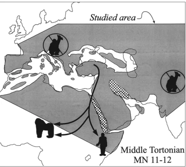Figure 8  Paleogeography and hominoid migration routes in the late Miocene. Map modified from Rögl (1999)