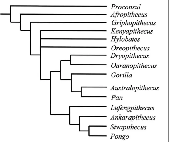 Figure 1  A phylogeny of some hominoid taxa modified from Begun (2001). Griphopithecus is the outgroup to the Euhominoidea, the clade that includes all living hominoids and all Eurasian fossil hominoids.The node leading to Kenyapithecus, Hylobates, Oreopit