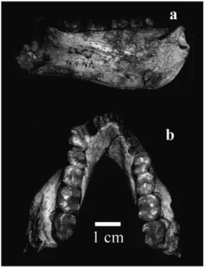 Figure 2  Lingual (a) and occlusal (b) views of the Çandır mandible. Note the massive corpus, doubled symphyseal tori and broad, rounded molar cusps.