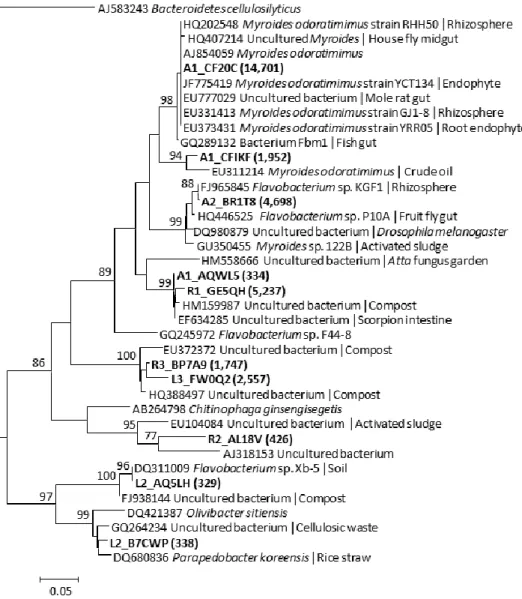 Figure  3  Phylogenetic  tree  of  sequences  representing  the  most  abundant  Bacteroidetes  OTUs'  16S  rRNA  gene  fragments  obtained by mass sequencing and related sequences
