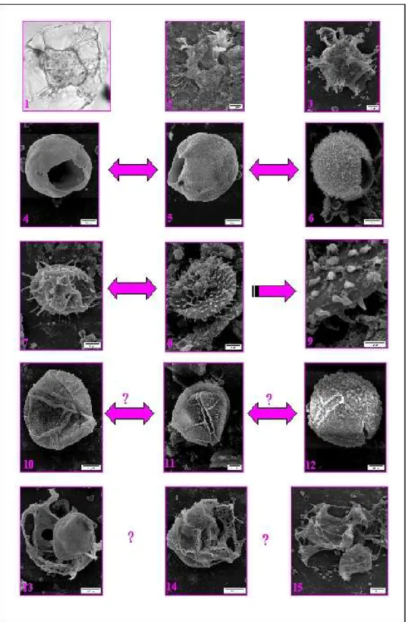 Fig.   1.   Morphological   response   of   Zanclean   dinocysts   from   DSDP   Site   380A   to environmental stress.