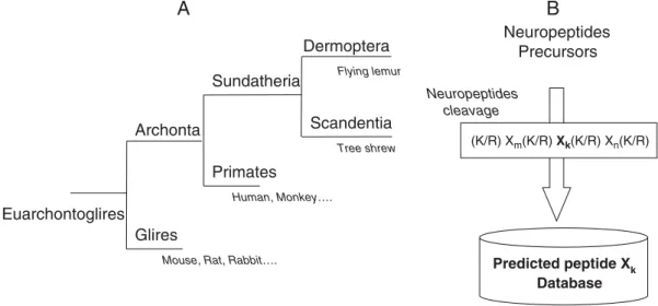 Fig. 1 – Phylogenic aspect and database construction. (A.) The phylogenic tree of the Euarchontoglires superorder shows the taxonomic proximity of tree shrews (Scandentia order) to the Primates and Glires orders