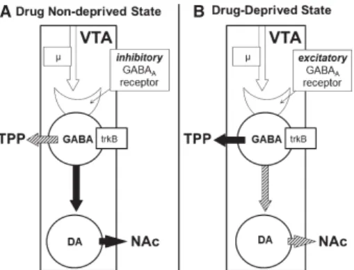 Fig. 1. A hypothesized VTA GABA A receptor switch model. GABA A