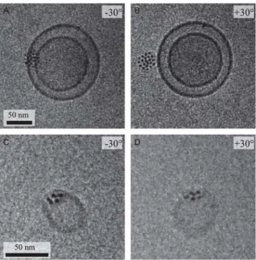 Fig. 3. Cryo-TEM of SPIONs and liposomes (same preparation as Fig. 2) at a defocus of 