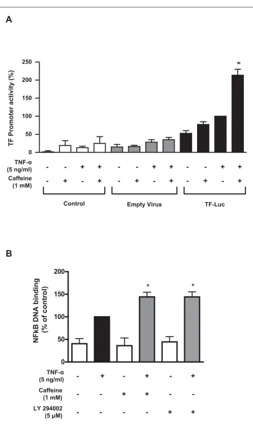 Figure 4: Caffeine enhances TF promoter  activity and TNF- α -induced DNA binding of  NFκB