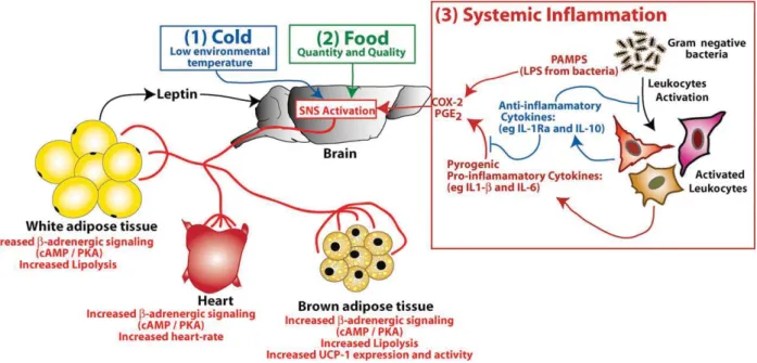 Figure 1 Essential elements in the regulation of thermogenesis. Thermogenesis is modulated essentially by three factors: (i) environmental temperature; (ii) food quality and quantity; and (iii) systemic inﬂammation