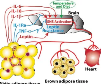 Figure 2 Possible actions of adipokines in the control of thermogenesis during obesity