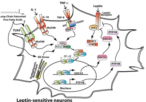 Figure 3 A possible inﬂammatory mechanism contributing to reduced leptin signalling. Obesity is characterized by hyperleptinaemia possibly consequent to leptin resistance