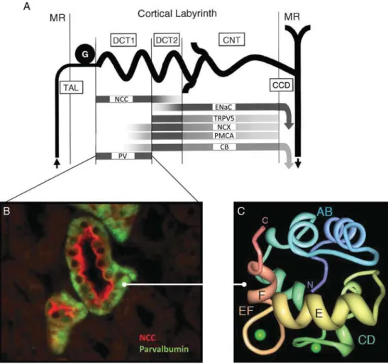 Fig. 1. Structure and distribution of PV in the kidney. (A) Segmentation of the distal nephron, with distribution of speci ﬁ c markers in the early (DCT1) and late (DCT2) parts of the distal convoluted tubule, the CNT and the cortical collecting duct (CCD)