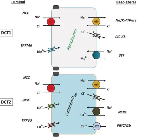 Fig. 2. Transcellular transport of Ca 2+ and Mg 2+ in the distal nephron. The segmentation of the DCT is re ﬂ ected by a selective transport machinery facilitating the reabsorption of Mg 2+ in the proximal part of the DCT (DCT1), whereas the Ca 2+ transpor