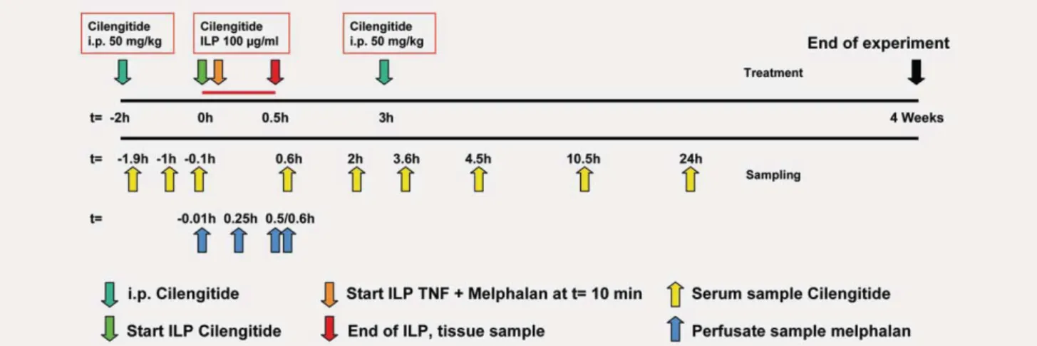 Figure 1. Time-line of treatment and sample collection. ILP, isolated limb perfusion; i.p., intraperitoneal; TNF- a , tumor necrosis factor- a .