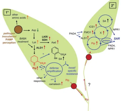 Figure 9. Proposed Model for the Role of Pip during Activation of Local Resistance, SAR, and Defense Priming.