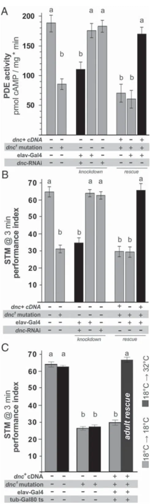 Figure 2. Specific modulation of dnc-PDE4 by genetic means. Transgenic expression of either dnc -specific double stranded RNAi or wild-type dnc⫹ cDNA within a dnc 1 mutant background  mod-ulates cAMP-specific PDE activity and correlates with performance of