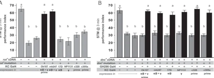 Figure 6. Two functionally distinct cAMP signals support ARM and ASM within different neuronal circuits