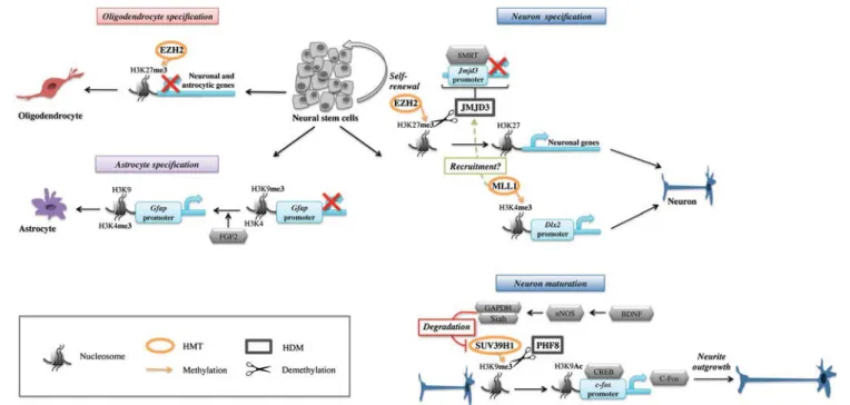 Fig. 3 Functions of REST and CoREST complexes in the specification and differentiation of neurons, oligodendrocytes, and astrocytes