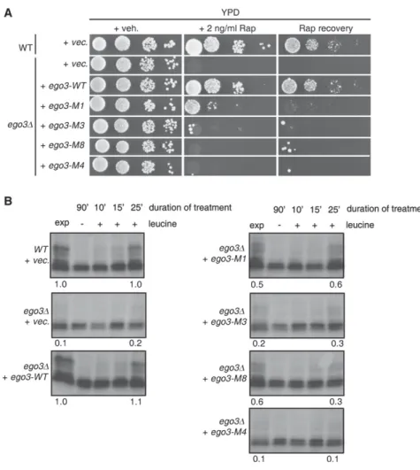 Figure 4. Ego3 Relies on Its Unique Dimer Conformation and Surface Properties to Mediate Adequate TORC1 Signaling (A) Prototrophic WT and ego3 D strains expressing the indicated Ego3 mutants were grown to  expo-nential phase
