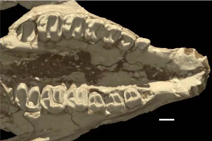 Figure 2. The dentition of AMNH 42891. Scale bar equals 10 mm.