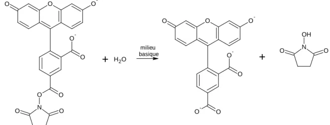 Figure 1.3 : réaction d’hydrolyse sur le CFSE formant un 5-carboxyfluorescéine [11] 