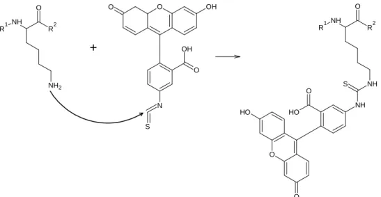 Figure 1.9 : attaque de groupe amino  ε  sur le carbone de l’isothiocyanate (FITC) pour former une liaison thiourée [17] 