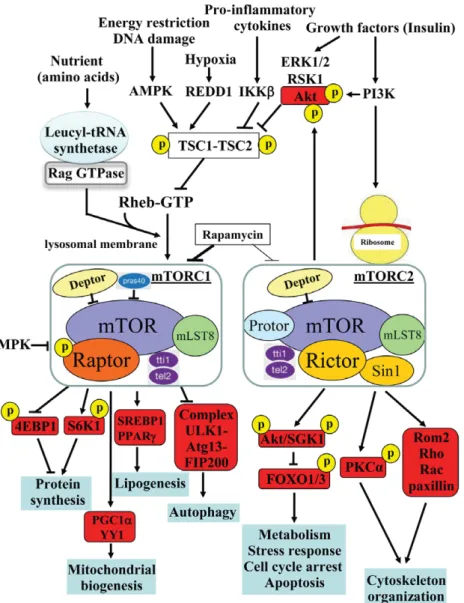 Figure 1 Major distinct characteristics of the two known mTOR signalling complexes, mTORC1 and mTORC2, in composition, rapamycin sensitivity, upstream signals, substrates and biological functions