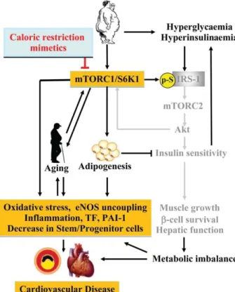 Figure 2 mTORC1/S6K1 signalling in cardiovascular diseases related to obesity and aging