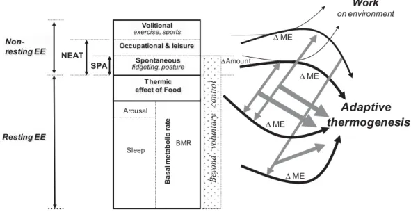 Figure 2 shows a schematic presentation of daily EE divided into the various compartments and  sub-compartments that are generally measured or estimated in studies investigating metabolic adaptation resulting from adaptive thermogenesis