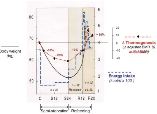 Figure 3 Pattern of changes in body weight (black solid line), energy intake (blue broken line), and adaptive thermogenesis (red dotted line) during the various phases of the longitudinal ‘Minnesota Experiment’ of human semi-starvation and refeeding