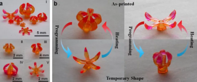Figure 2. L’anisotropie du matériau crée une courbure lors du changement de la température - Des  morphologies complexes (ici une fleur) sont générées avec des évolutions dans les formes des objets 