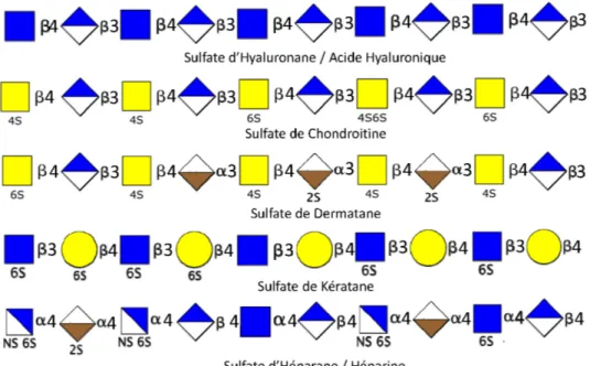 Figure 10. Représentation schématique de la composition structurale des Glycosaminoglycanes illustrant la  variété des motifs structuraux pouvant être présents au sein d’un même polysaccharide