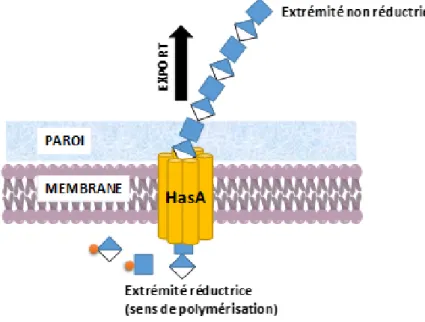 Figure 11. Synthèse de l’acide hyaluronique chez Streptococcus equi. L’enzyme HasA est formée de six  domaines transmembranaires impliqués dans la polymérisation et l’exportation de l’acide hyaluronique