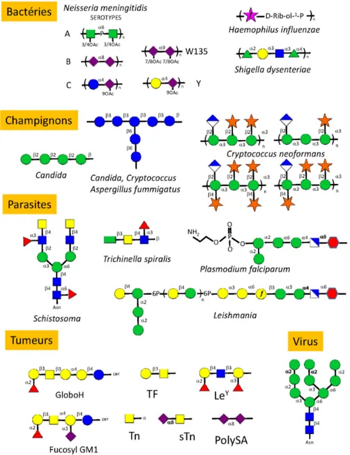 Figure 12. Origines et structures de divers antigènes glycaniques offrant des possibilités de développements  de nouveaux vaccins (adapté de la référence [30]).