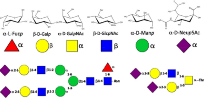 Figure 1. Représentations schématiques des motifs saccharidiques constitutifs des structures de glycanes liés  à des protéines : N-glycanes (liaison à l’Asparagine) et O-glycanes (liaison à la Thréonine et à la Sérine)